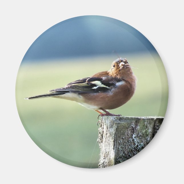 ÍMAN CHAFFINCH (Frente)