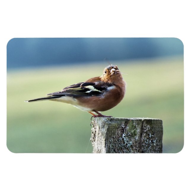 ÍMAN  CHAFFINCH (Horizontal)