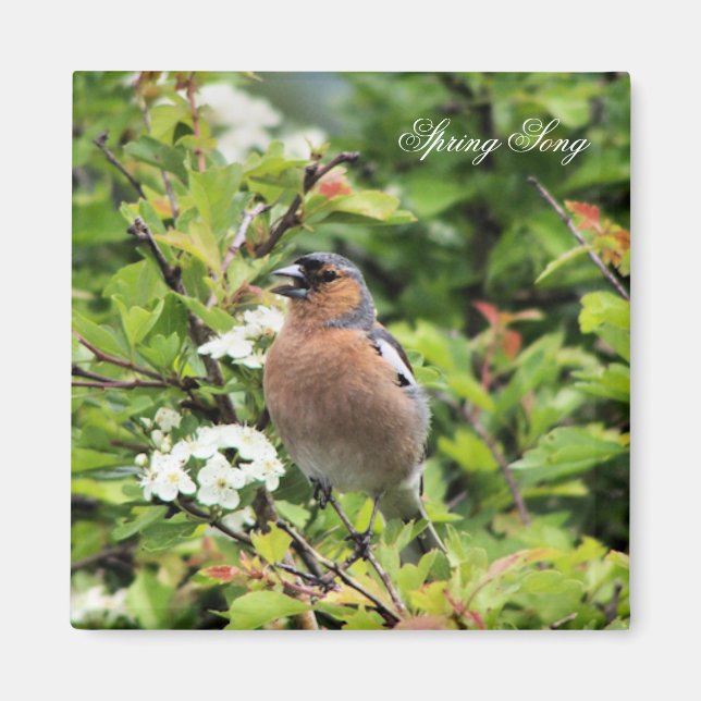 ÍMAN CHAFFINCH (Frente)