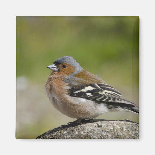 Íman Chaffinch masculino (SELVAGEM: Coelebs do (Frente)