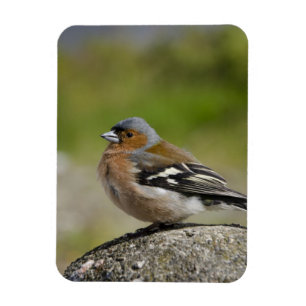 Íman Chaffinch masculino (SELVAGEM: Coelebs do