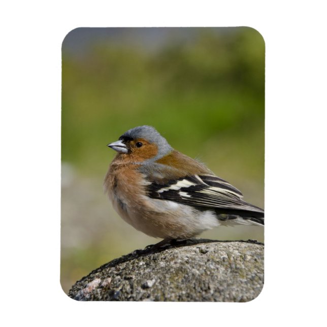 Íman Chaffinch masculino (SELVAGEM: Coelebs do (Vertical)