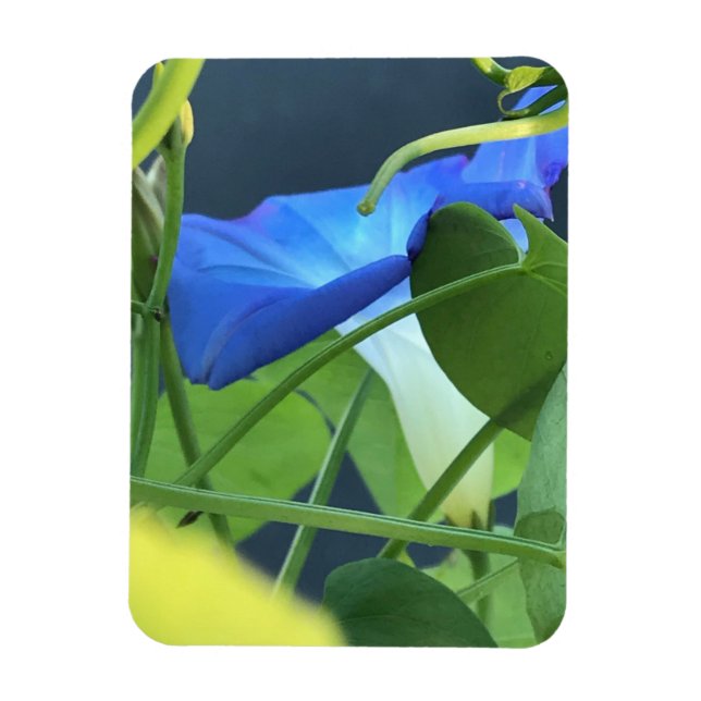 Íman Chalice-of-Blue Morning Glory (Vertical)