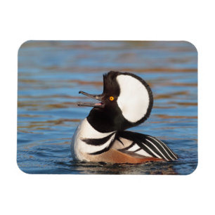 Íman Chamada de Merganser Hooded