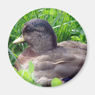Íman Chame Duck Drake