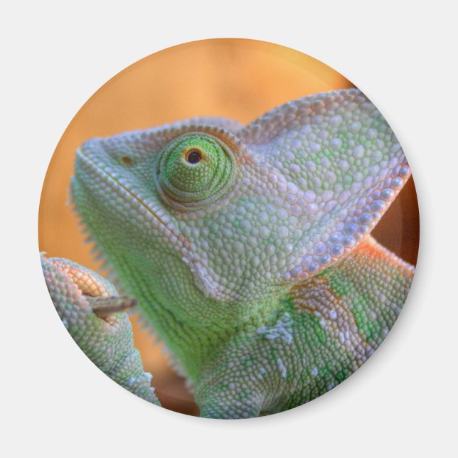Íman Chameleon velado (Frente)