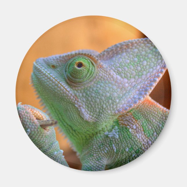 Íman Chameleon velado (Frente)