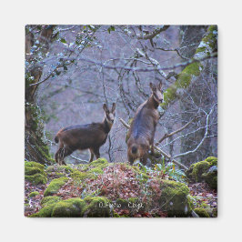 Íman Chamois, mãe e vitelo