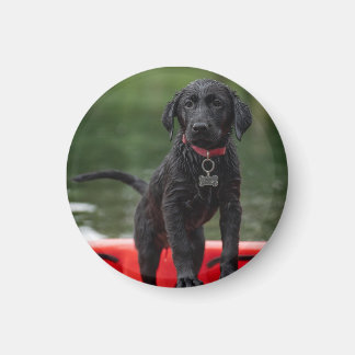 Íman Chapa o imán con imagen de perro.