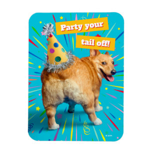 Íman Chapéu de Aniversário Bumbum de Corgi