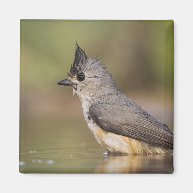 Íman Chapim-de-crista-preta, Baeolophus (Frente)