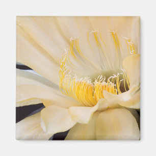 Íman Charlemagne Echinopsis em floração