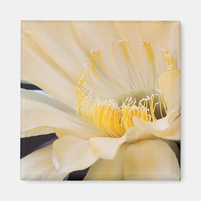 Íman Charlemagne Echinopsis na floração (Frente)