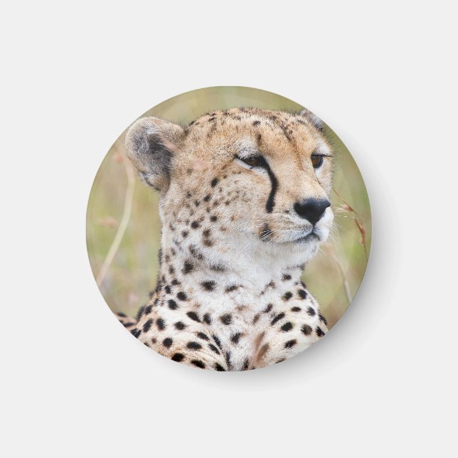 Íman Cheetah (Frente)