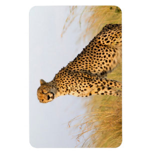 Íman Cheetah