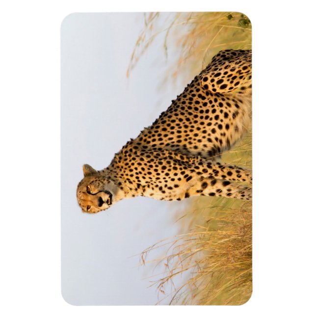 Íman Cheetah (Vertical)