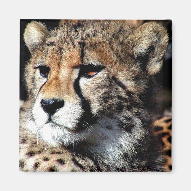 Íman Cheetah (Frente)