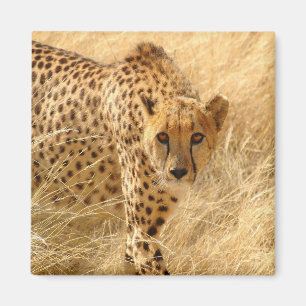 Íman Cheetah