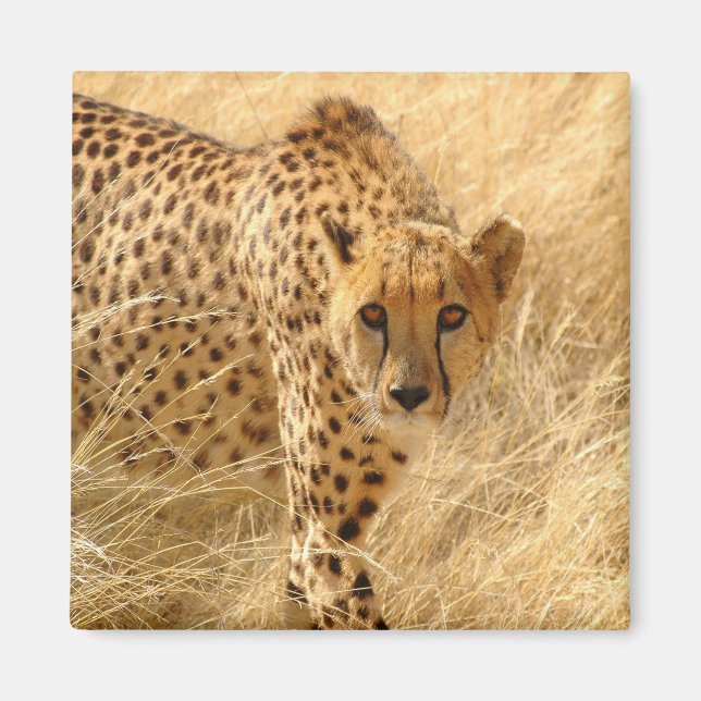 Íman Cheetah (Frente)