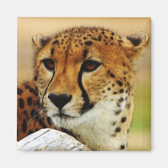 Íman Cheetah (Frente)