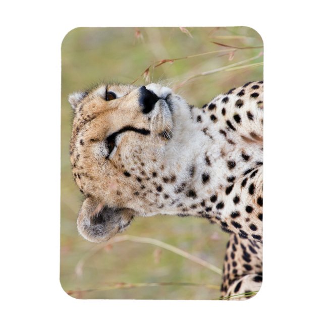 Íman Cheetah (Vertical)