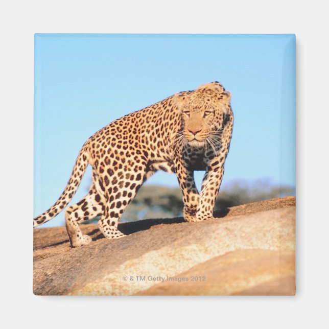 Íman Cheetah (Frente)