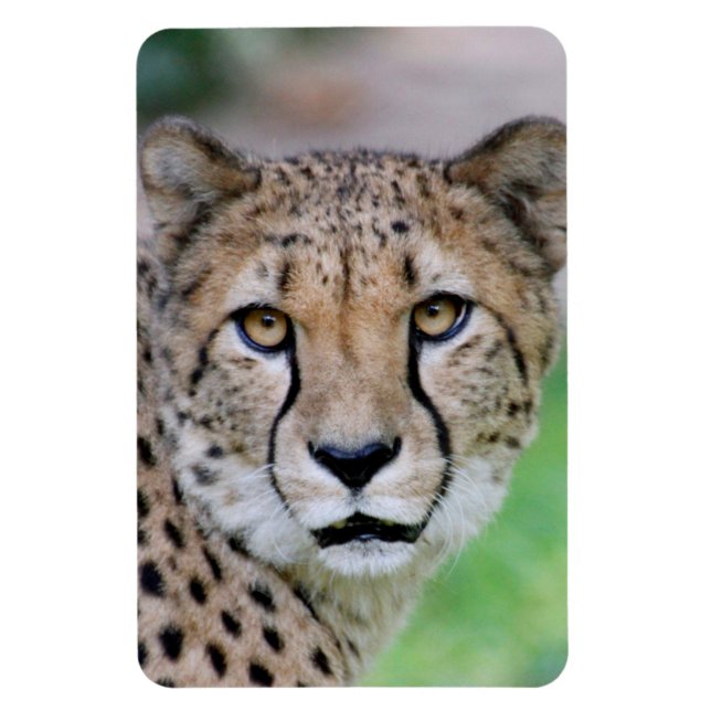 Íman Cheetah 009 (Vertical)