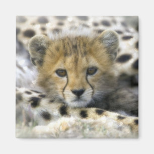 Íman Cheetah Cub