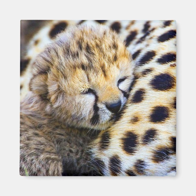 Íman Cheetah Cub (Frente)