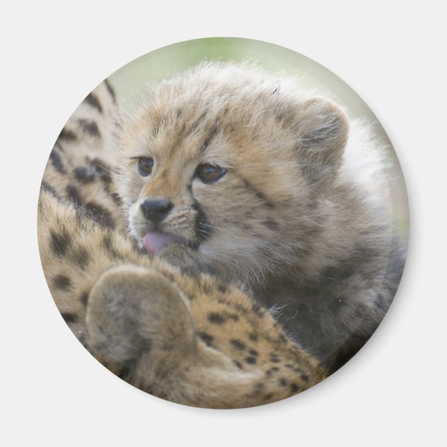 Íman Cheetah Cub com mamãe (Frente)