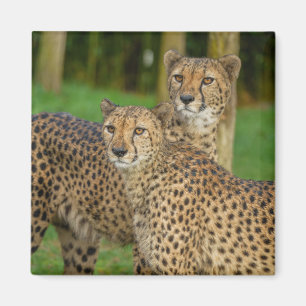 Íman Cheetah Duo