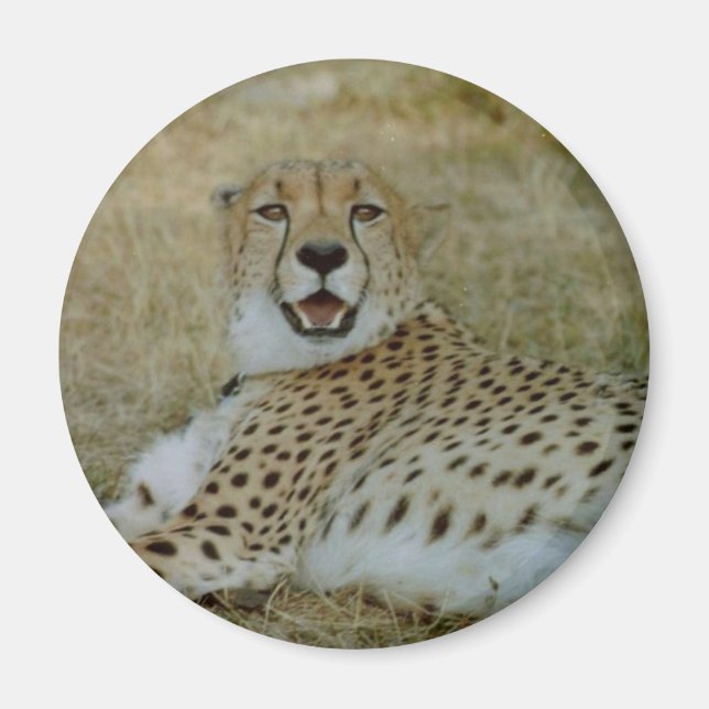Íman Cheetah Magnet (Frente)