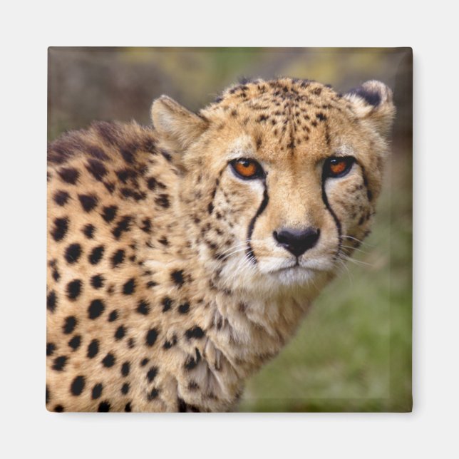 Íman Cheetah Magnet (Frente)