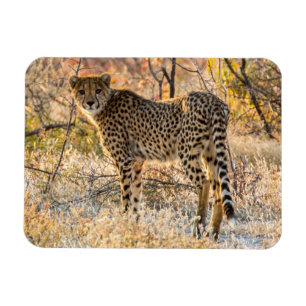 Íman Cheetah Olhando ao redor