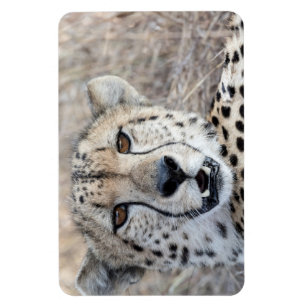Íman Cheetah Portrait
