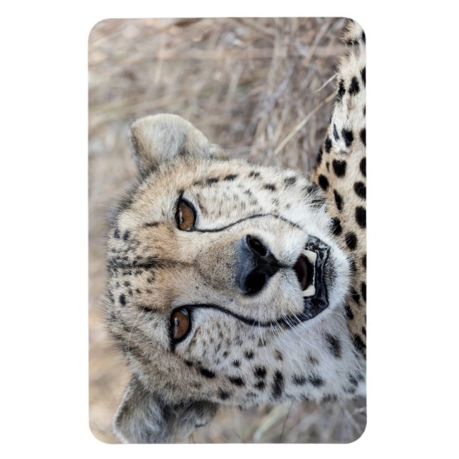 Íman Cheetah Portrait (Vertical)
