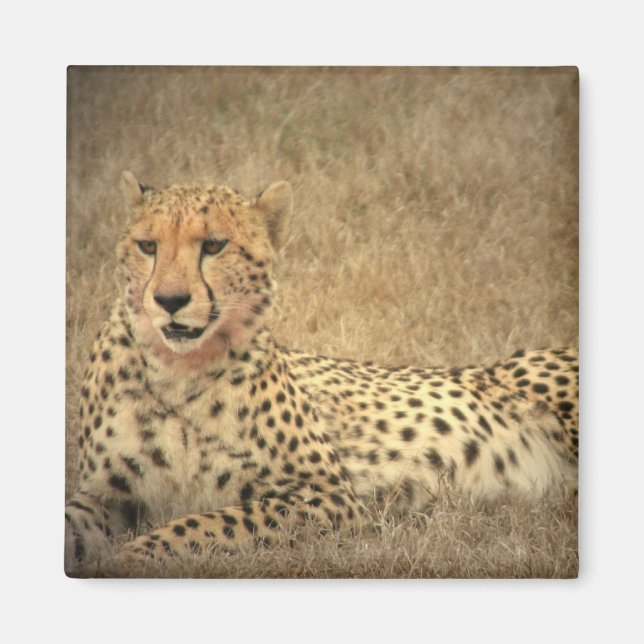 Íman Cheetah Spots Magnet (Frente)