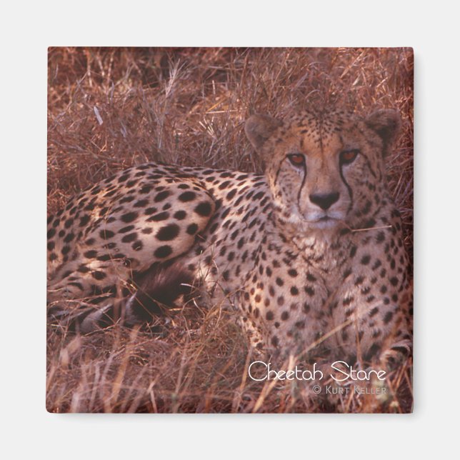 Íman Cheetah Stare (Frente)