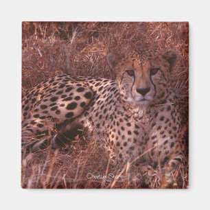 Íman Cheetah Stare