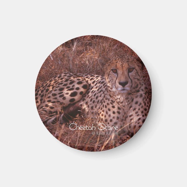 Íman Cheetah Stare (Frente)