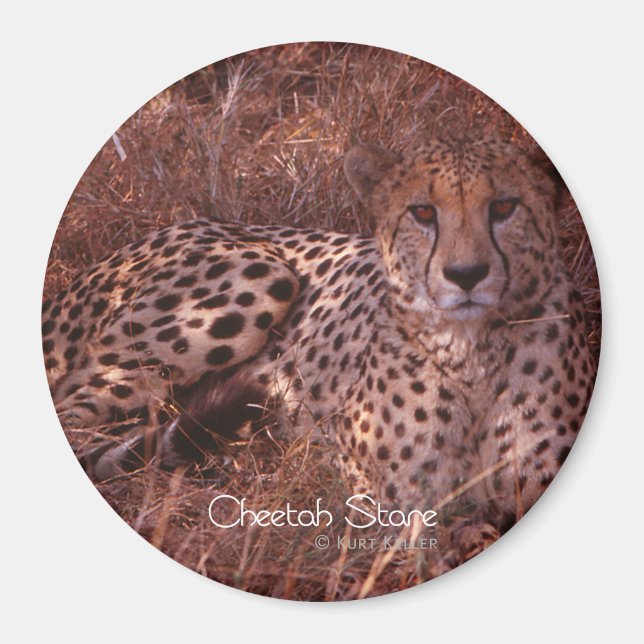 Íman Cheetah Stare (Frente)