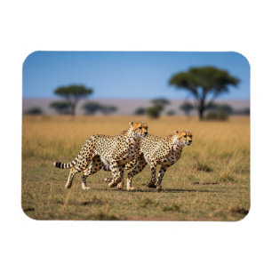Íman Cheetahs em Serengeti Parque Nacional Tanzânia