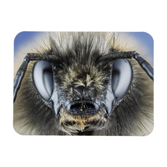 Íman Chefe de abelha (Horizontal)