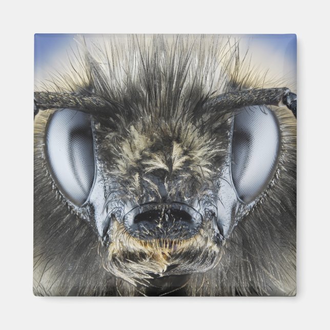 Íman Chefe de abelha (Frente)