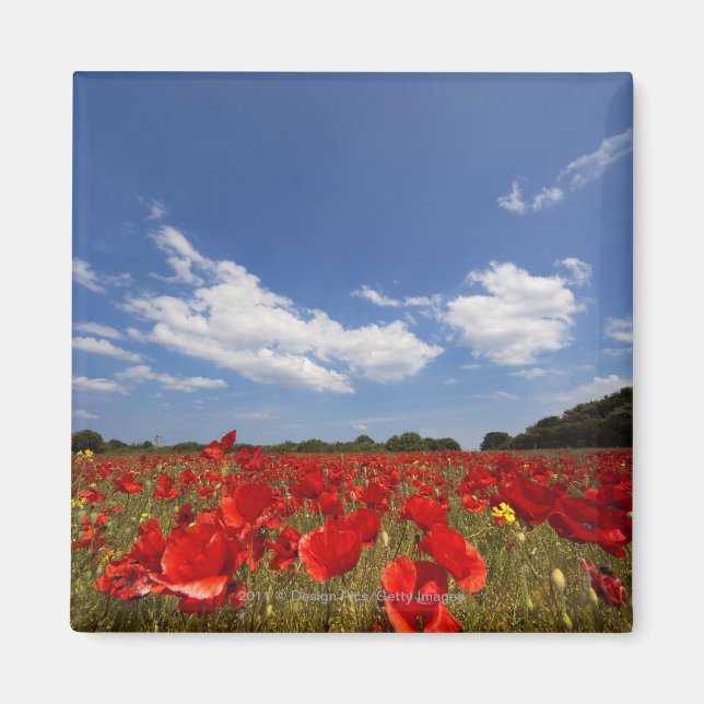 Íman Cheio De Campo De Flores Vermelhas (Frente)