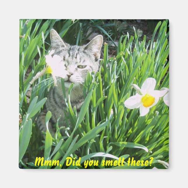 Íman Cheiraste isto? (Frente)