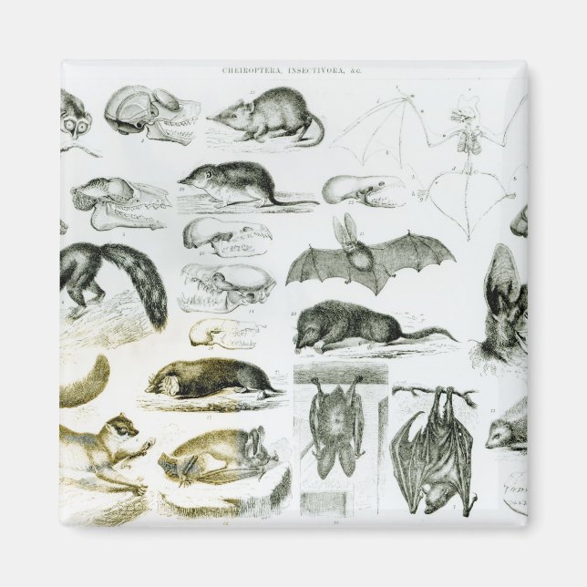 Íman Cheiroptera, Insectivora (Frente)