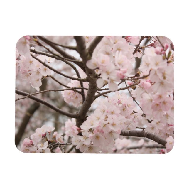 Íman Cherry Blossom (Horizontal)