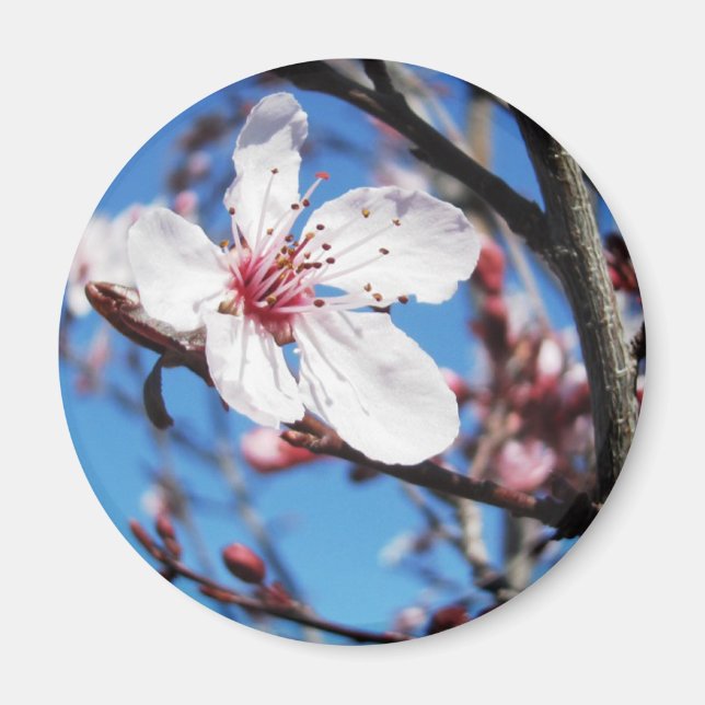 Íman Cherry Blossom 2 (Frente)