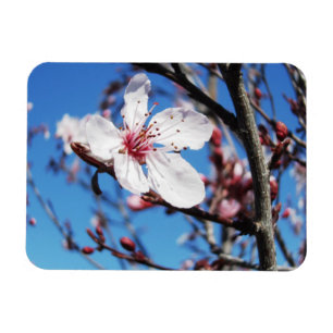 Íman Cherry Blossom 2